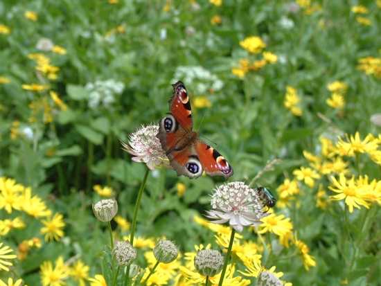 vistosa farfalla (Aglais io)